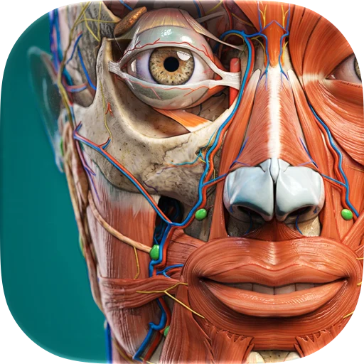 Anatomy Learning app icon