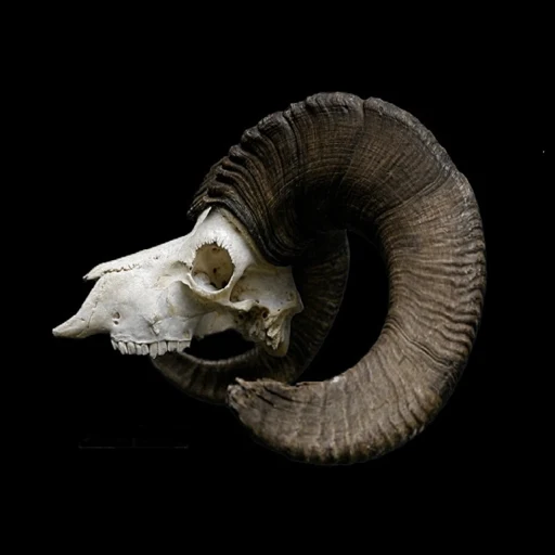 Big Game Hunting app icon