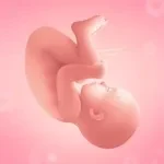 Pregnancy app icon