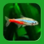 Tropical Fish Tank app icon