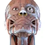 Visual Anatomy 3D app icon