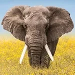 Wildlife Wallpaper Weather app icon