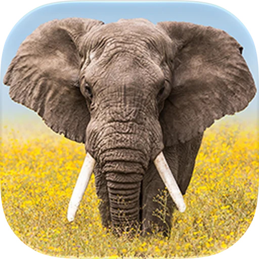 Wildlife Wallpaper Weather app icon